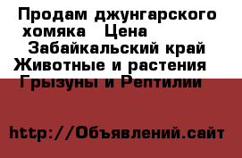 Продам джунгарского хомяка › Цена ­ 1 200 - Забайкальский край Животные и растения » Грызуны и Рептилии   